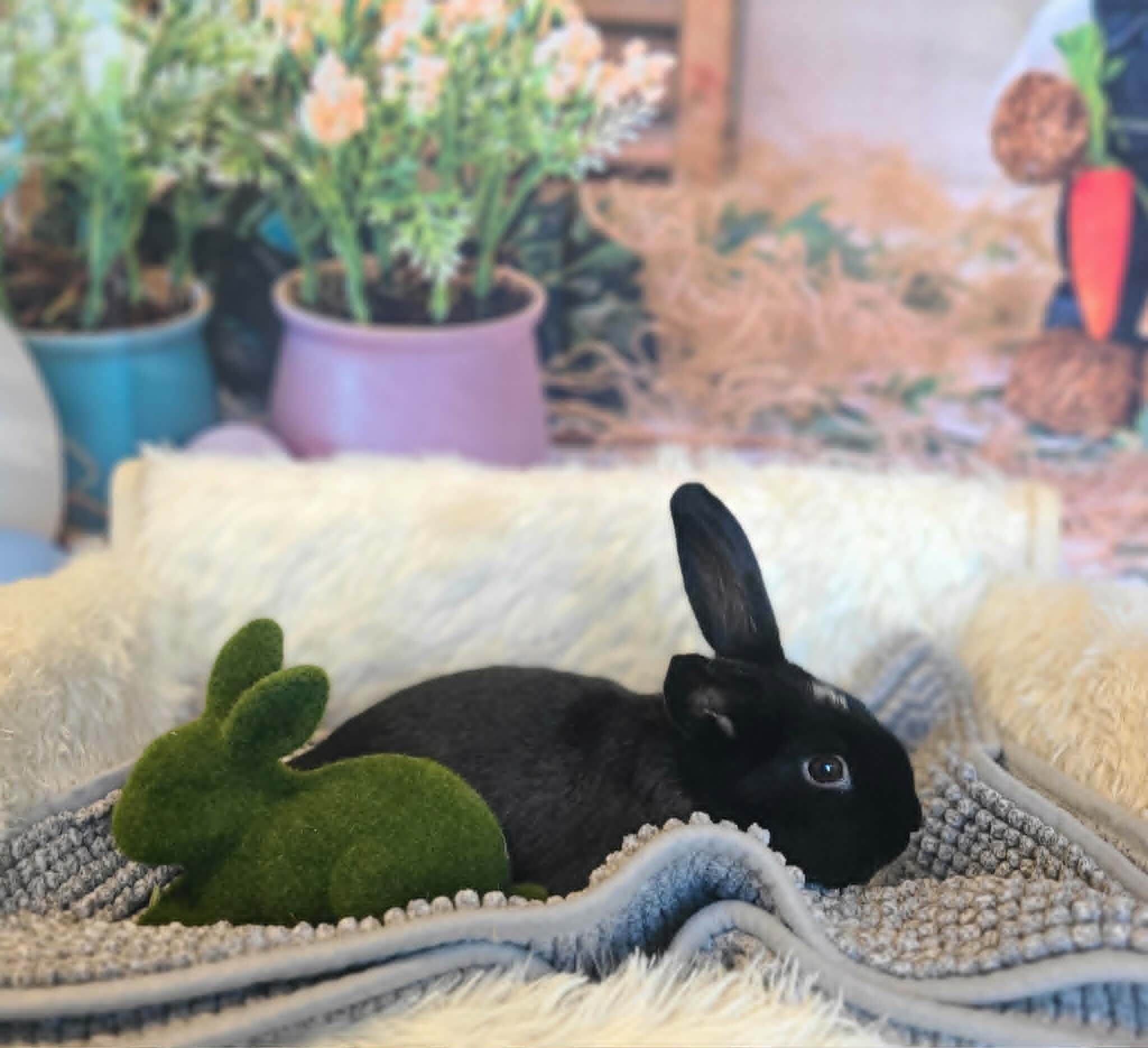 Picture of the Animal Listed